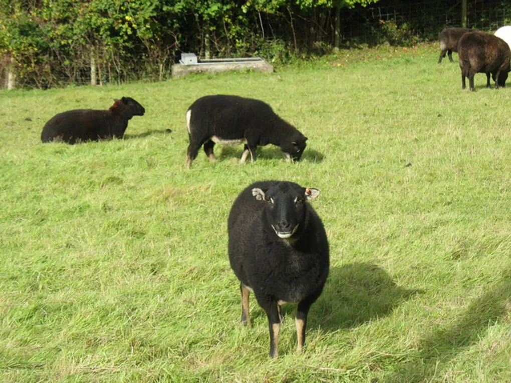 Torwen sheep in a field