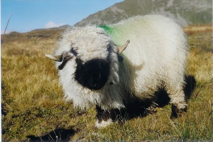 Valais Blacknose sheep