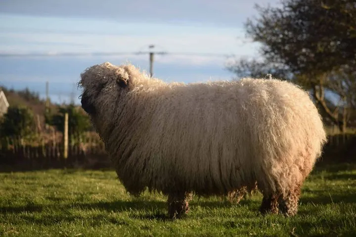 Silvernose sheep