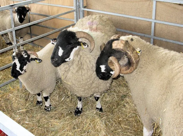 Lonk sheep