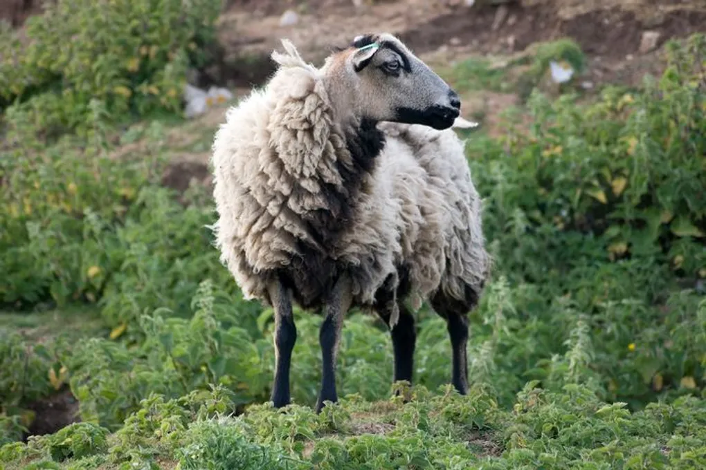 Prepped Torddu fleece