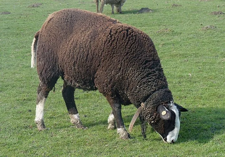 Zwartbles sheep