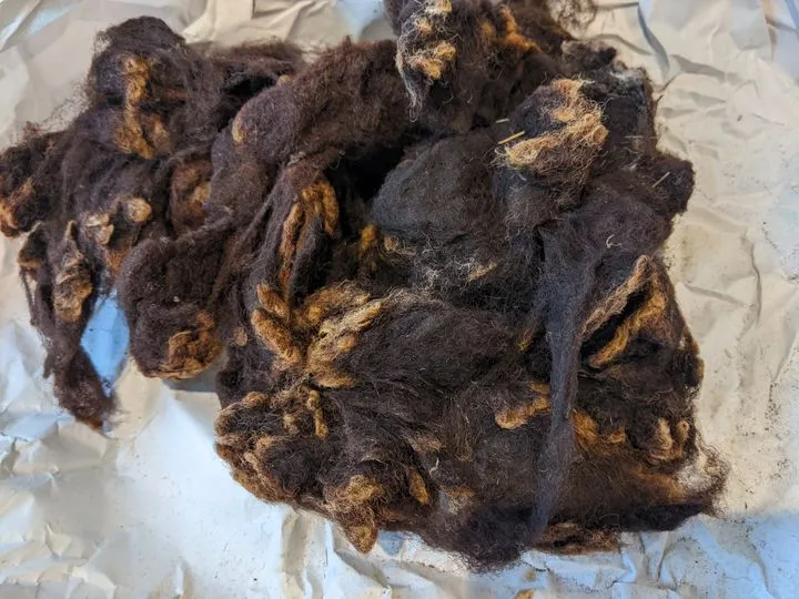 Zwartbles raw fleece