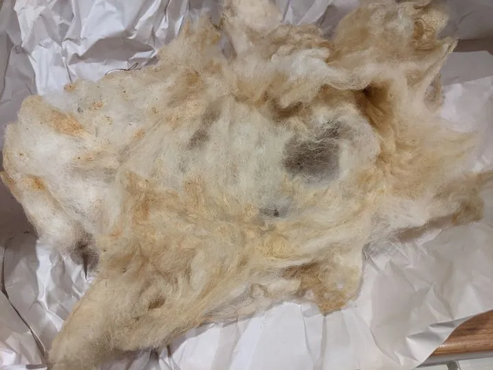 Silvernose raw fleece