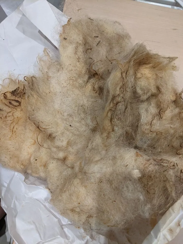 Valais Blacknose raw fleece